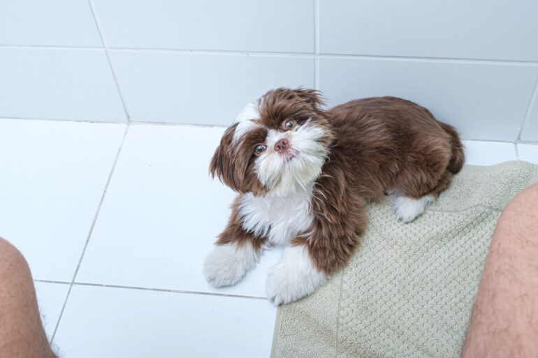 pourquoi mon chien me suit aux toilettes