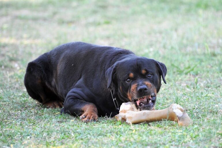 protection de ressources chien