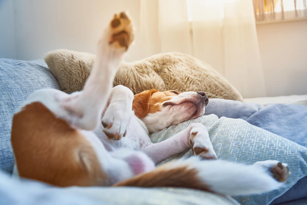 Chien Beagle dormant sur le dos les quatre pattes en l'air sur le canapé