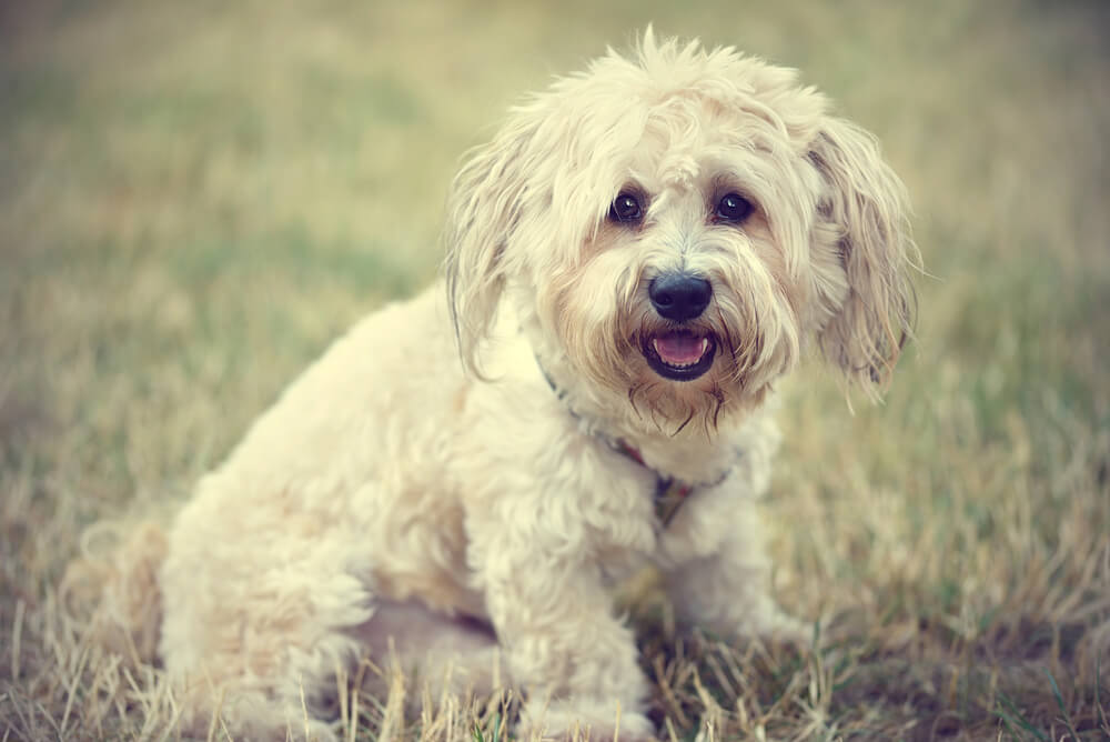 Chien Bichon Bolonais au pelage blanc crème et à l'aspect cotonneux assis dans l'herbe