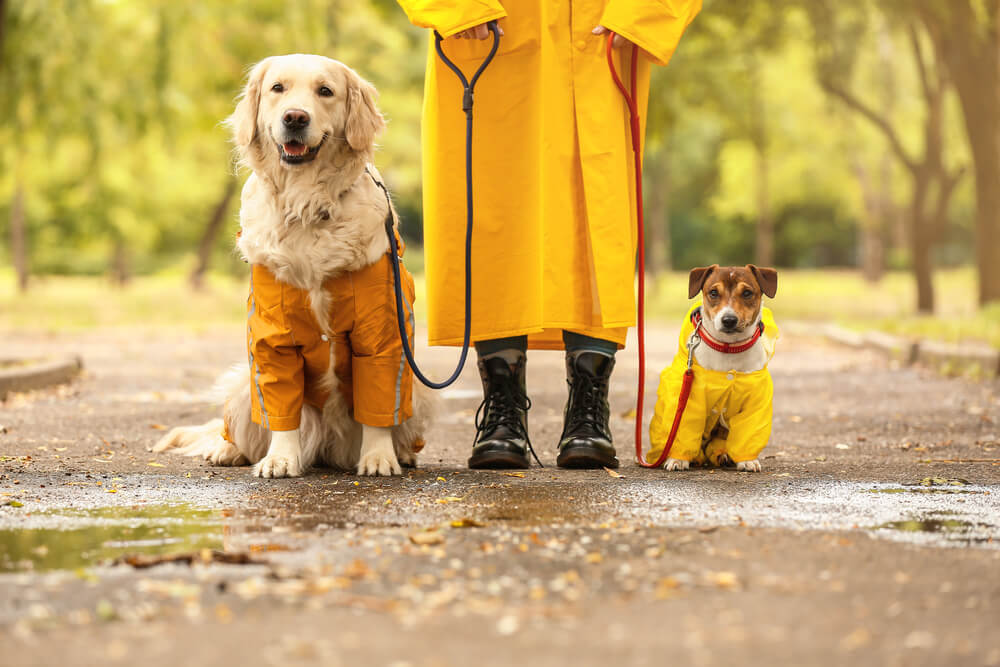 Un Golden Retriever et un Jack Russell, portant des manteaux imperméables jaunes assortis à leur maître lors d'une promenade pluvieuse