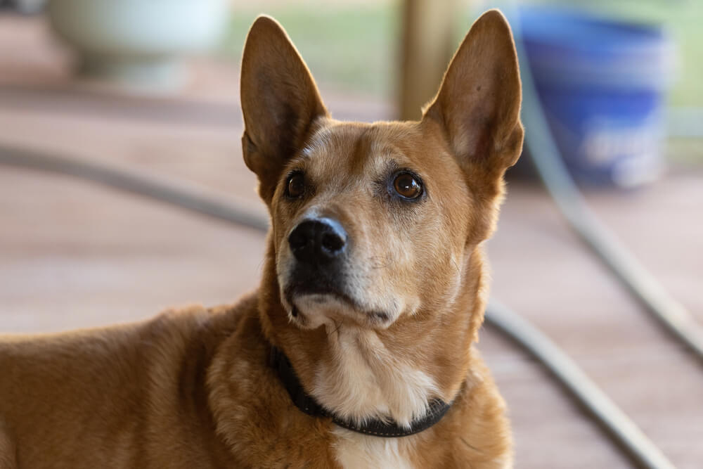 Carolina Dog fauve aux grandes oreilles dressées regardant vers le haut