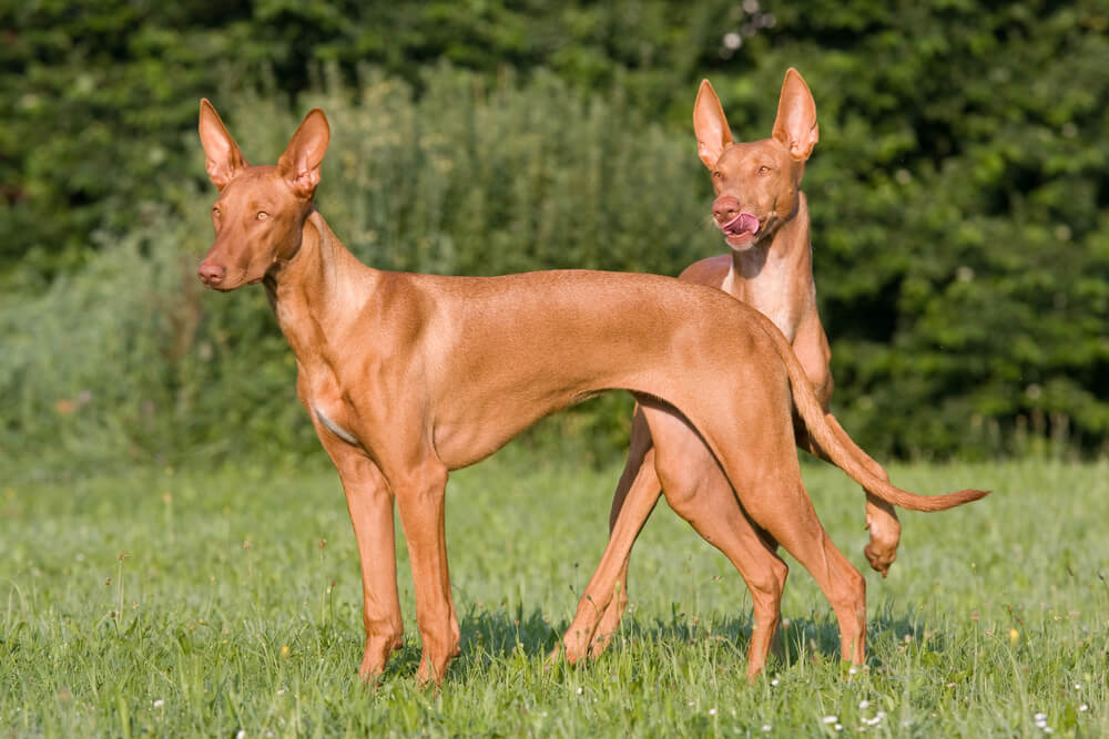 Deux Chiens du Pharaon debout l'un derrière l'autre dans un champ d'herbe