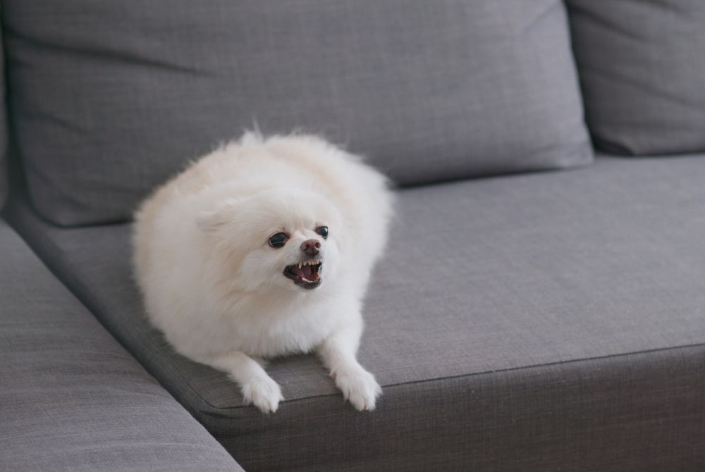 Petit chien blanc montrant les dents sur le canapé
