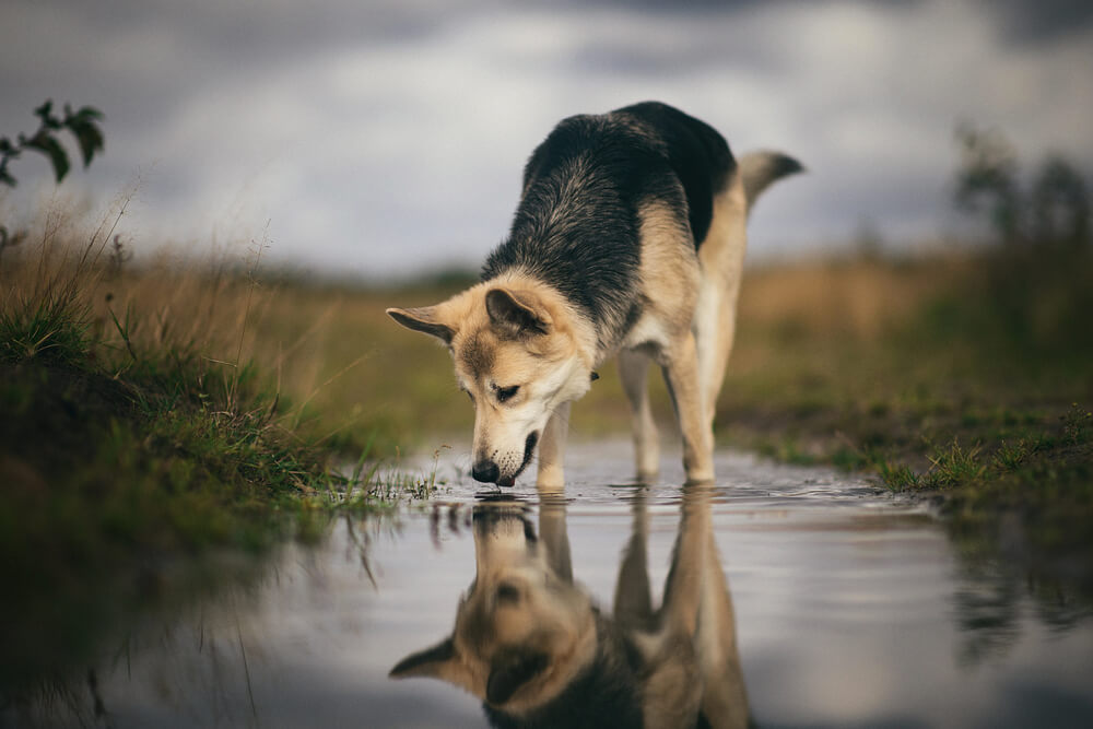 Chien buvant l'eau d'une flaque stagnante dans la nature