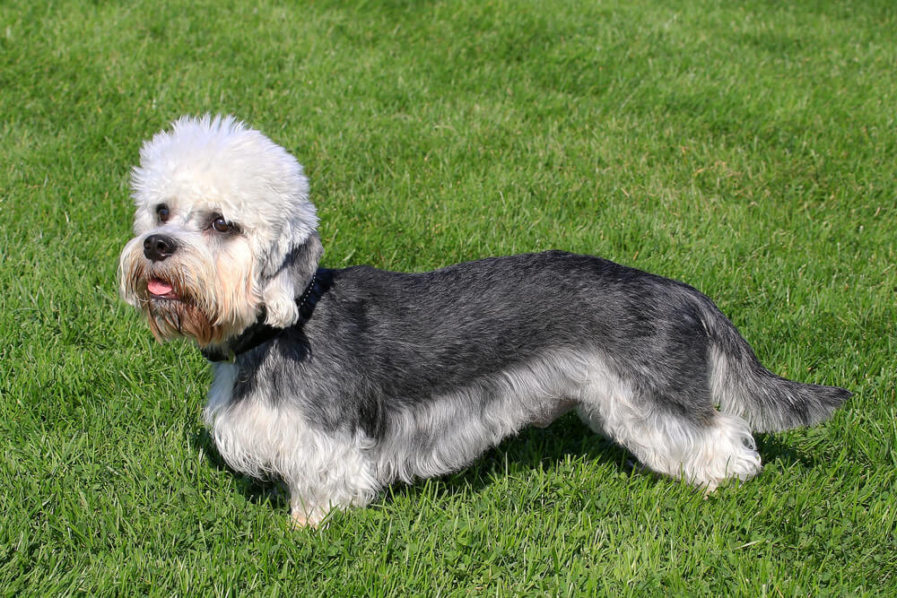 Dandie Dinmont Terrier au pelage gris et à la tête blanche debout sur une pelouse