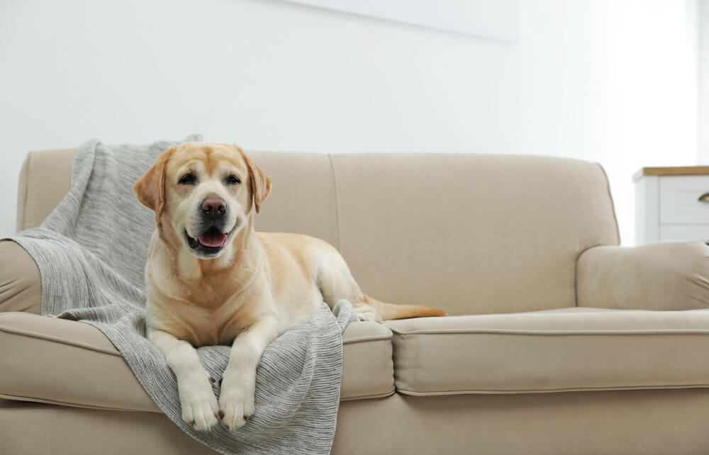 Chien Labrador sur le canapé sur son plaid gris dédié