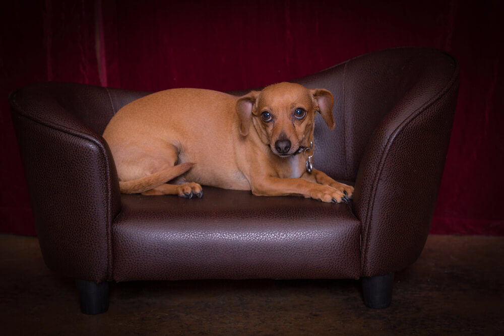 Chiweenie couché sur un canapé