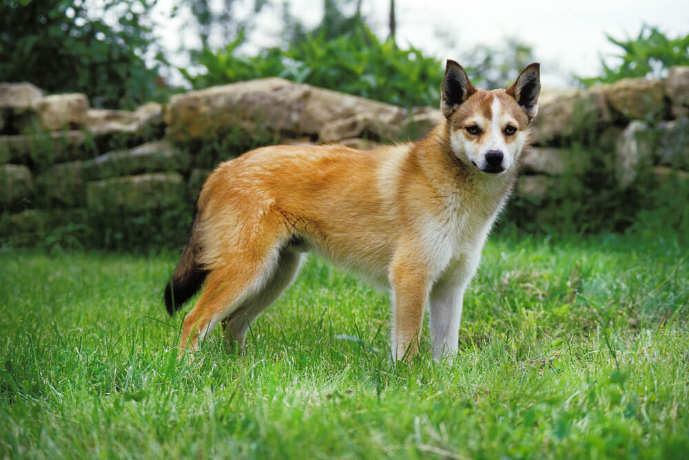 Lundehund norvégien debout dans l'herbe devant un mur de pierres