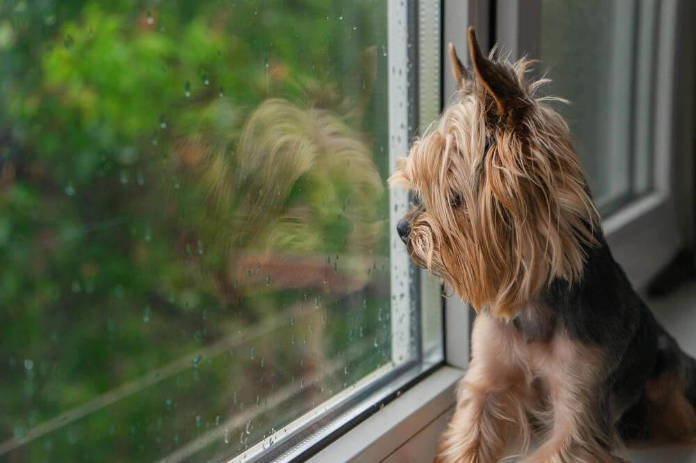 Yorkshire Terrier regardant par une fenêtre couverte de gouttes de pluie, avec le reflet de sa tête visible sur la vitre