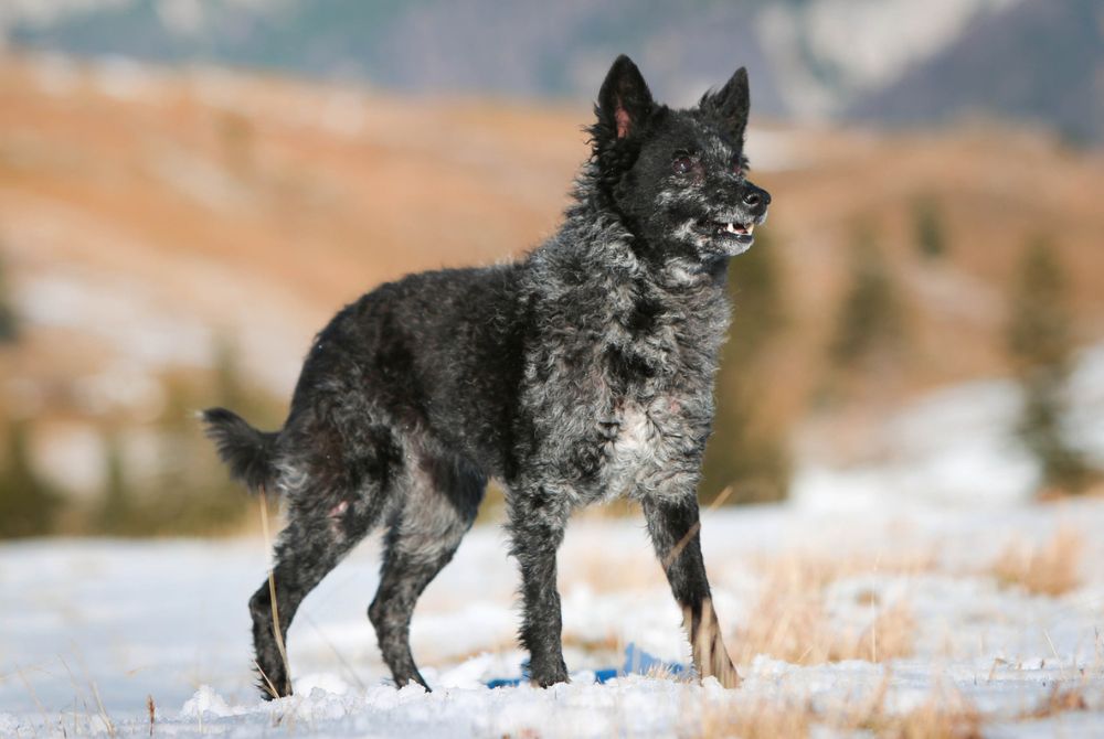 Chien de berger Mudi au pelage frisé gris et noir debout dans un paysage de montagne enneigé
