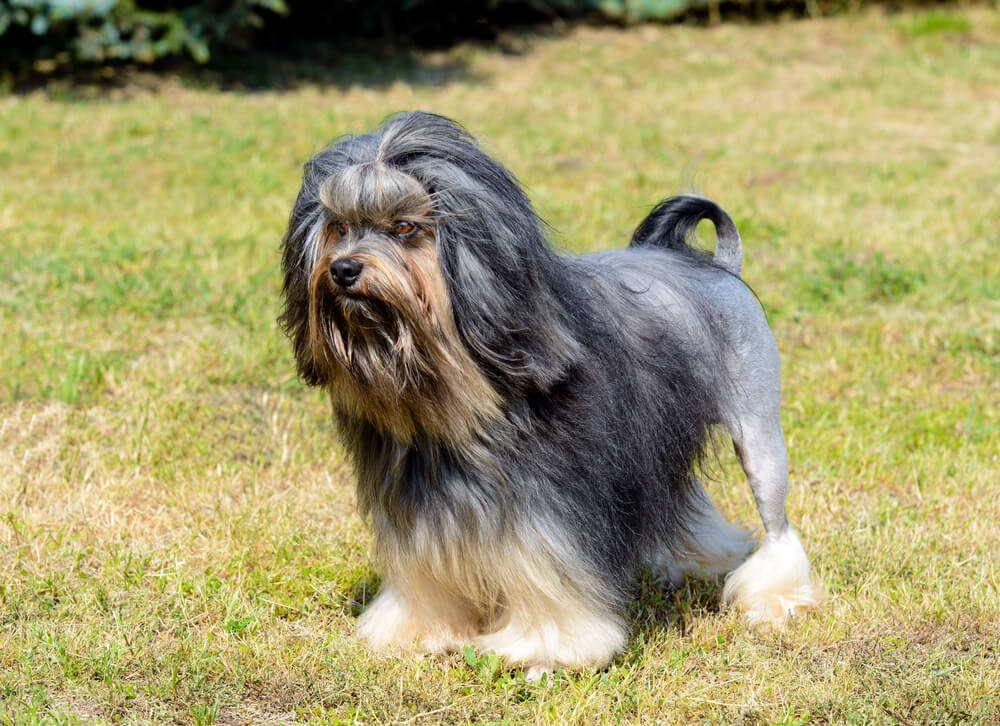 Petit Chien Lion au pelage gris et noir avec la coupe traditionnelle en crinière debout dans l'herbe