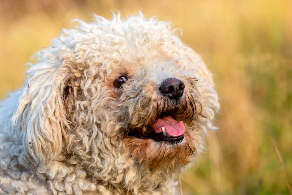 Gros plan sur la tête d'un chien Pumi blanc crème sur un fond flou doré