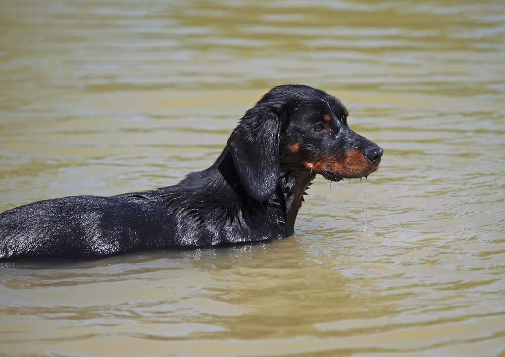 Portrait d'un chien Kopov dans l'eau