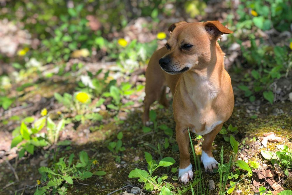 Chiweenie adulte debout mettant en évidence sa morphologie au corps allongé et aux pattes courtes