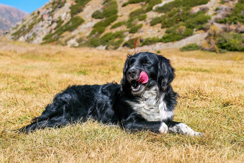 Stabyhoun couché dans l'herbe en montagne
