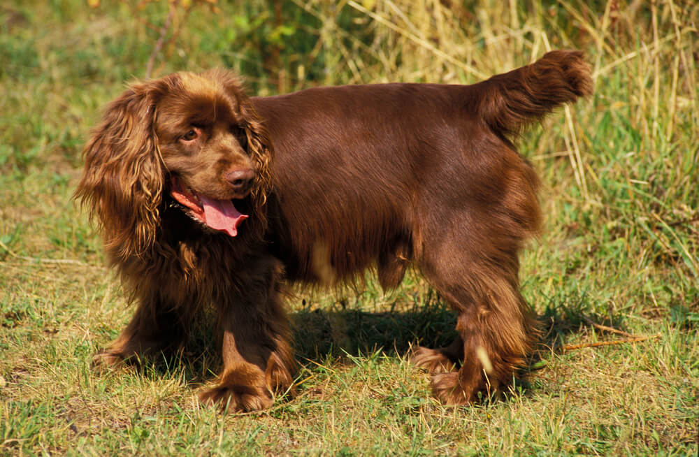 Sussex Spaniel debout dans l'herbe