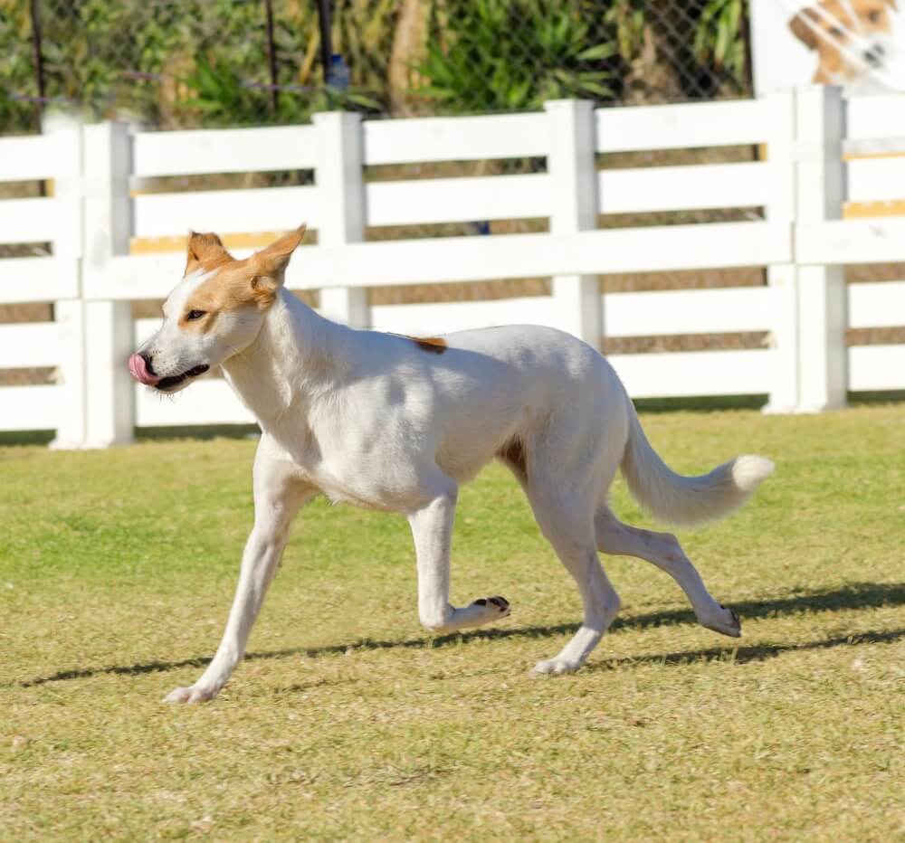 Chien de Canaan blanc et sable courant sur une pelouse