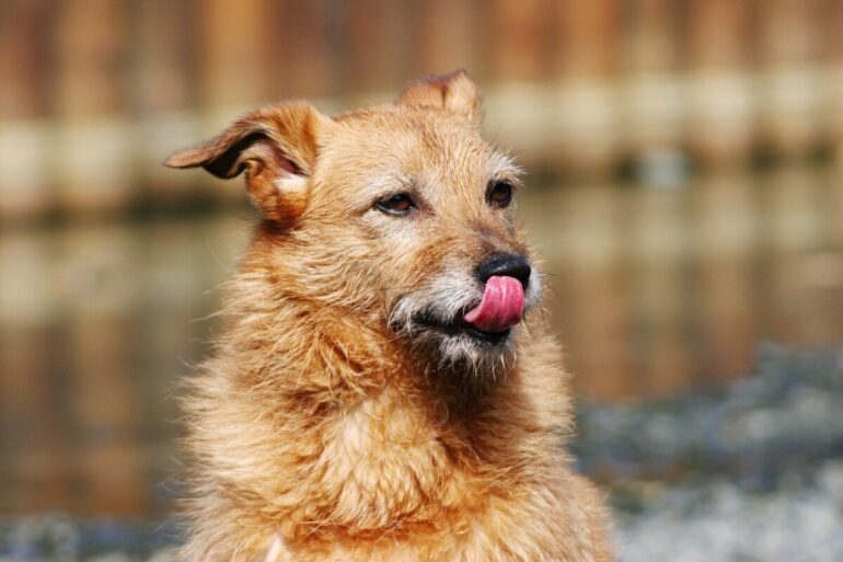 Chien qui a goûté au sang : la vérité derrière le mythe de la férocité
