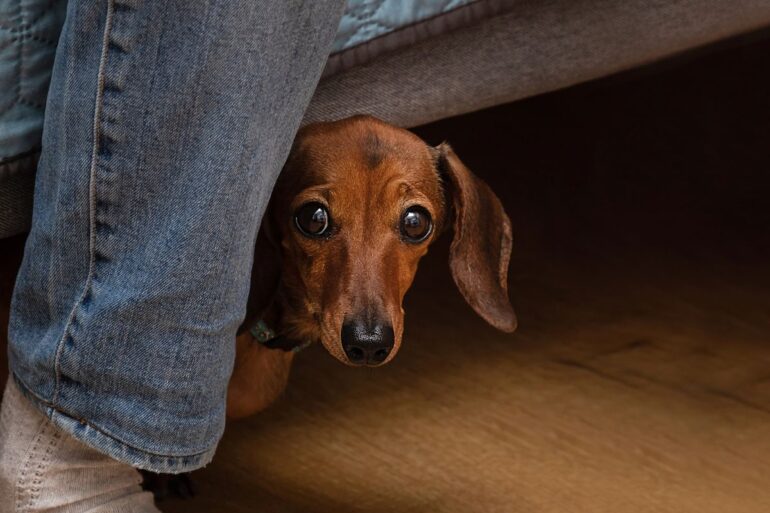chien qui se cache : explications et solutions