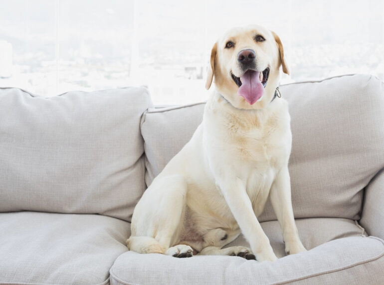 Chien sur le canapé : faut-il l’interdire ou l’autoriser ?