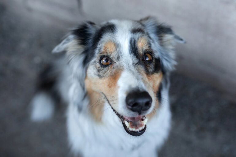 pourquoi mon chien me fixe : 10 raisons expliquées