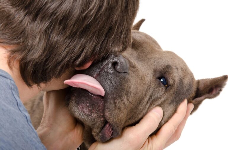 pourquoi mon chien me lèche le visage