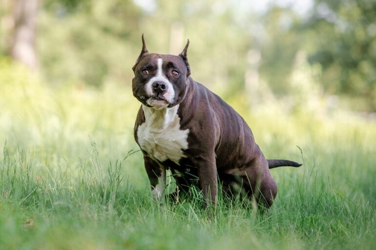 pourquoi les chiens tournent en rond avant de faire caca
