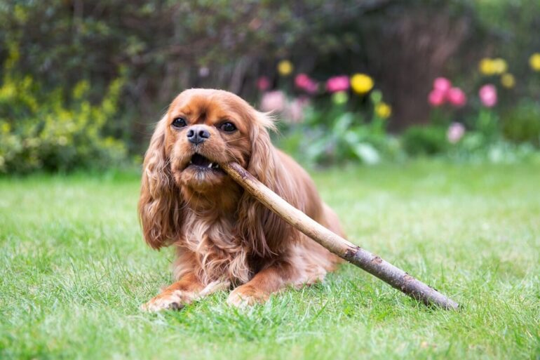Pourquoi mon chien mange du bois ? Est-ce dangereux ?