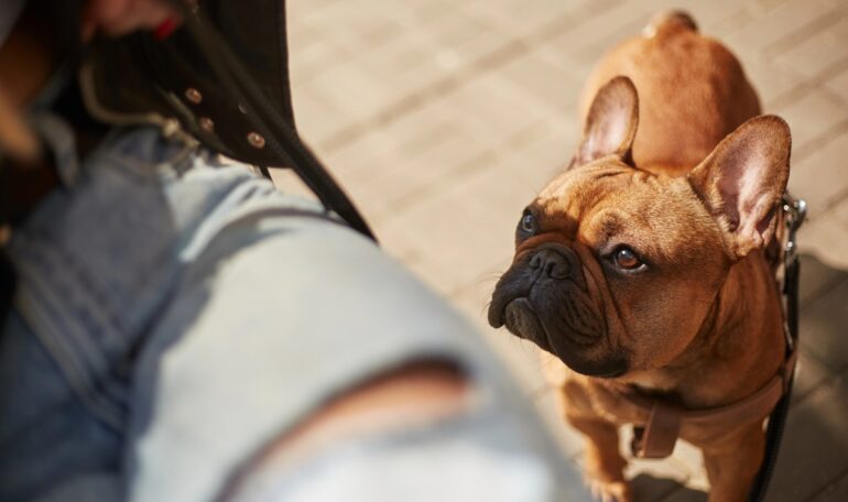 pourquoi mon chien me renifle les parties intimes
