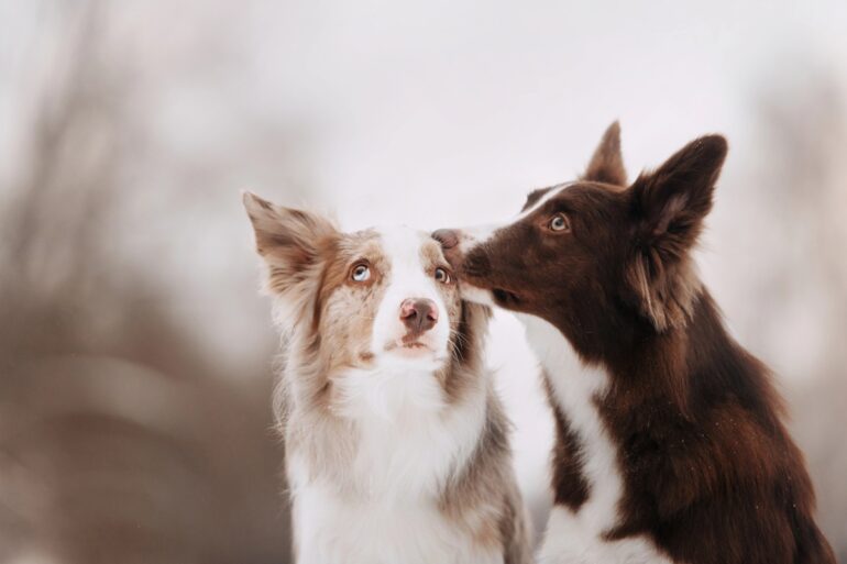 Prendre un deuxième chien