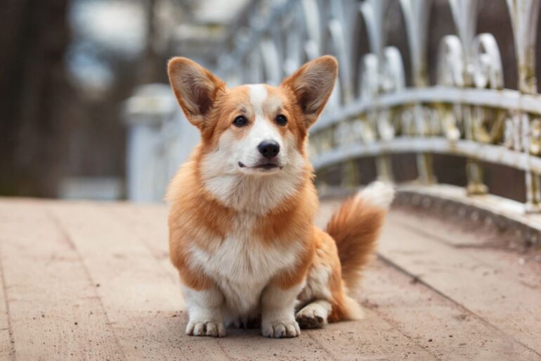 Chien court sur pattes top 15
