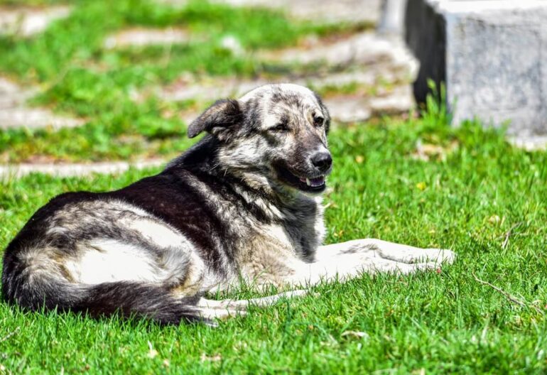 Chien de Berger Roumain des Carpathes