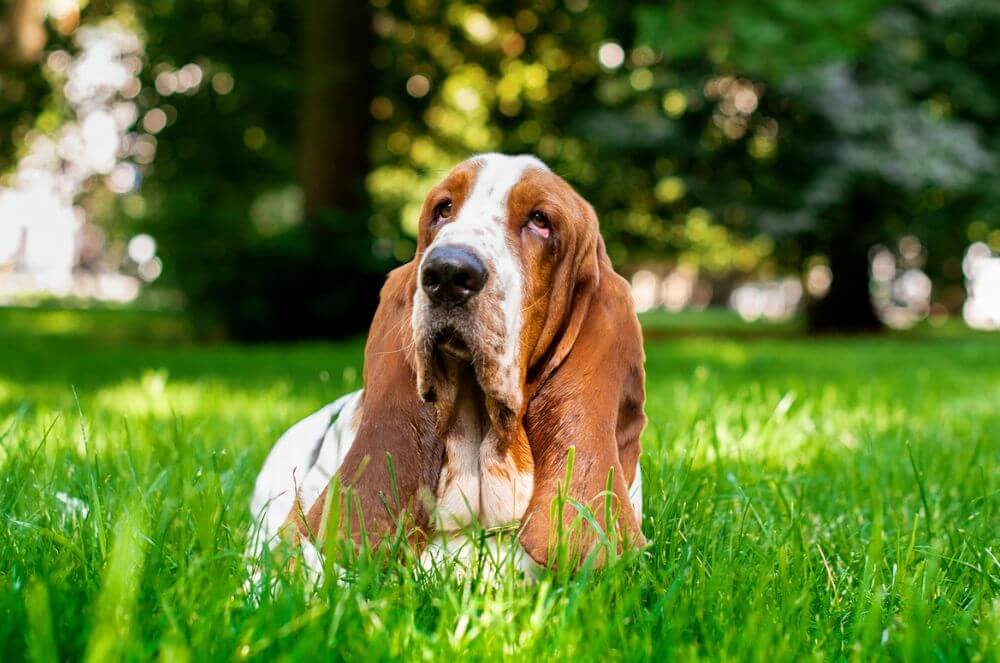 Basset Hound tricolore aux longues oreilles tombantes, assis dans une herbe verte et lumineuse dans un parc.