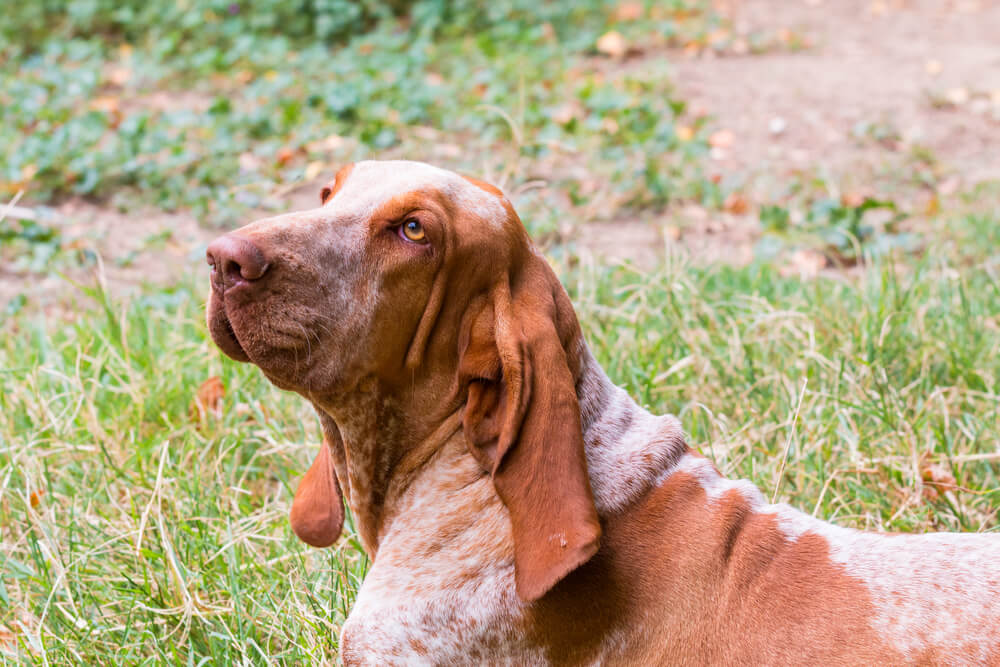 Profil d'un chien Braque Italien à la robe blanche et orange, montrant les plis de peau au niveau du cou et du visage, dans un champ d'herbe.