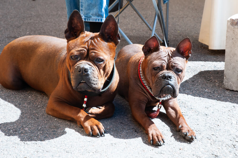 Deux chiens de Chongqing au pelage brun roux, allongés sur le sol