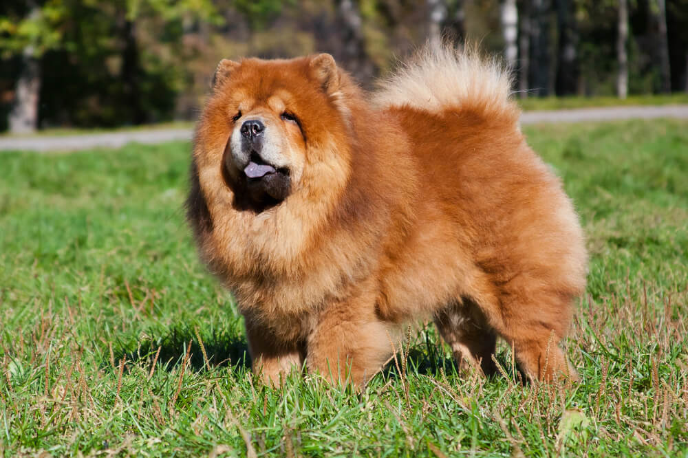 Chow Chow au pelage roux épais et à la langue bleu-noir debout dans un parc ensoleillé.