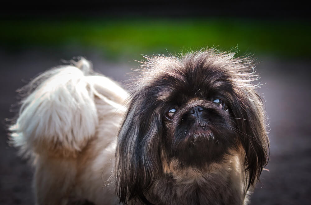 Portrait en gros plan d'un chien Pékinois au pelage long et sombre, montrant ses yeux expressifs et son museau écrasé.