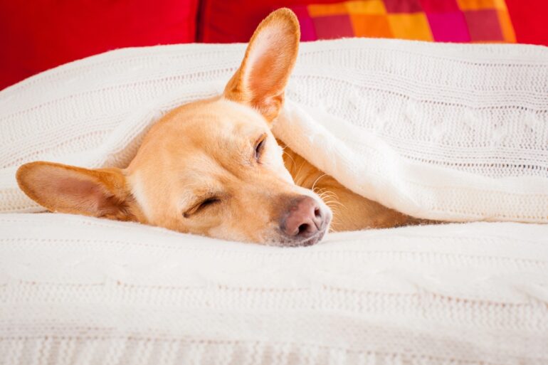 Faut-il couvrir son chien quand il dort ?