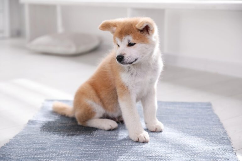 mon chien attend de rentrer pour faire ses besoins