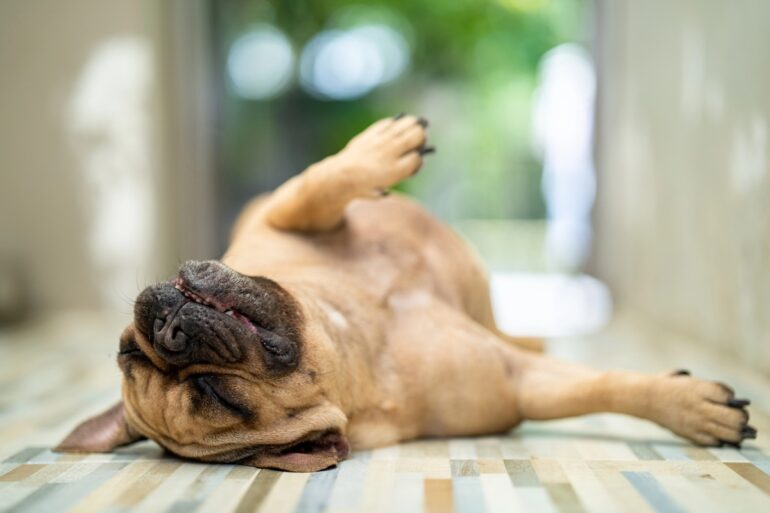 Mon chien dort sur le dos : est-ce normal ?