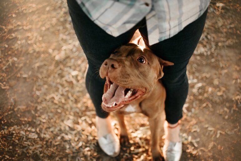 Pourquoi mon chien passe entre mes jambes ? Les raisons de ce comportement