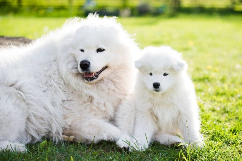 À quel âge un chiot peut-il quitter sa mère ?