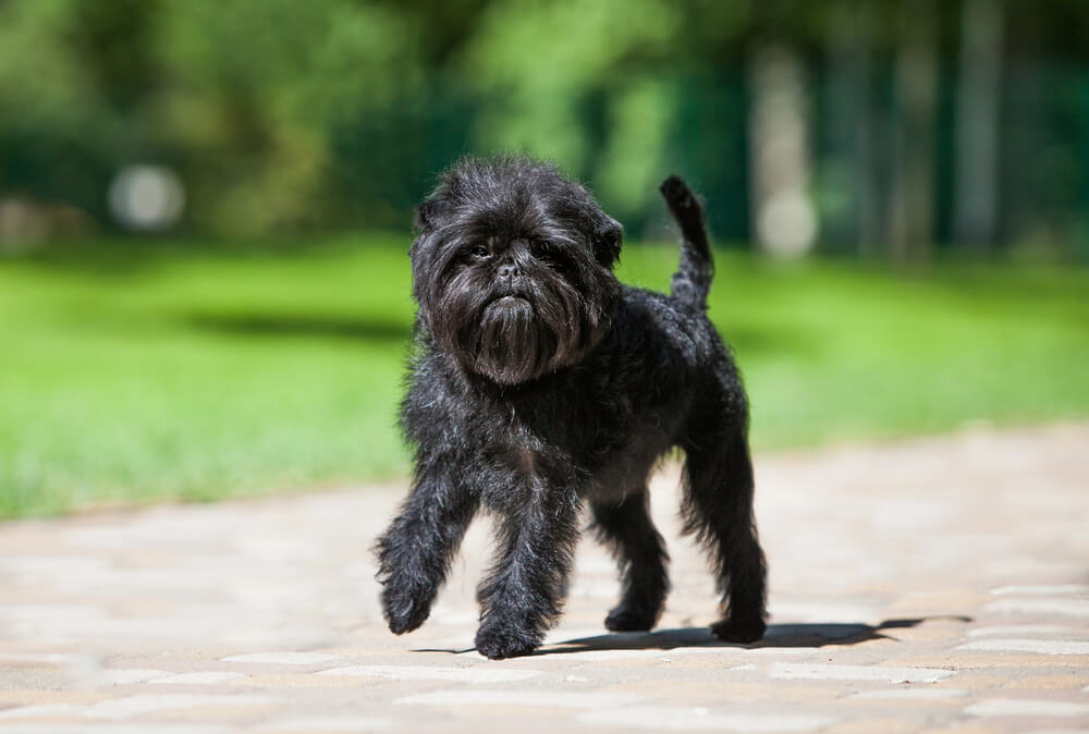 Affenpinscher marchant sur un chemin