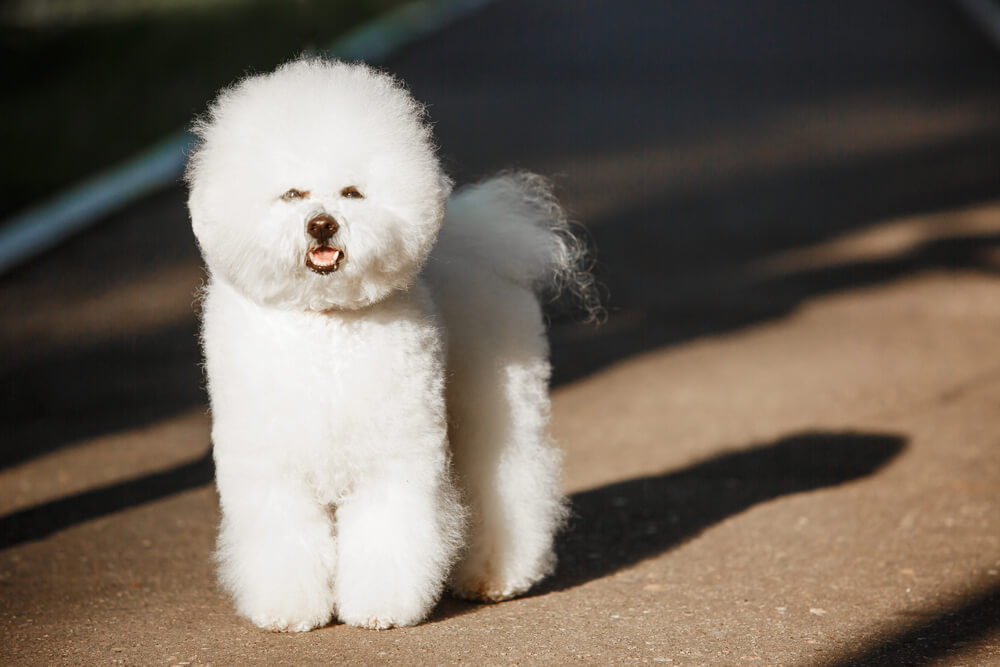 Bichon Frisé debout au soleil