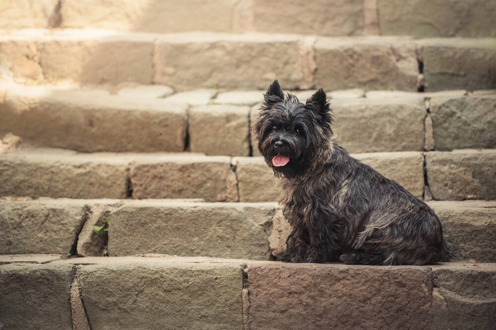 Cairn Terrier gris au poil dur assis sur de vieilles marches en pierre