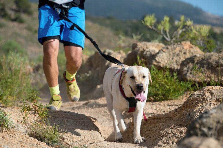 La canimarche : un sport canin facile et accessible à tous