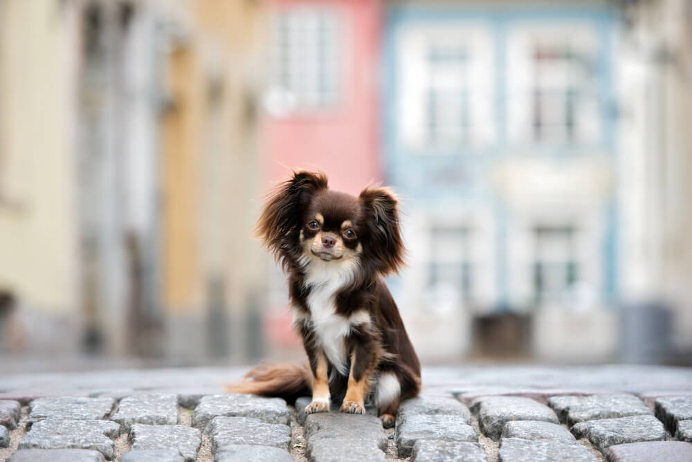 Chihuahua à poil long marron et blanc assis sur des pavés en ville
