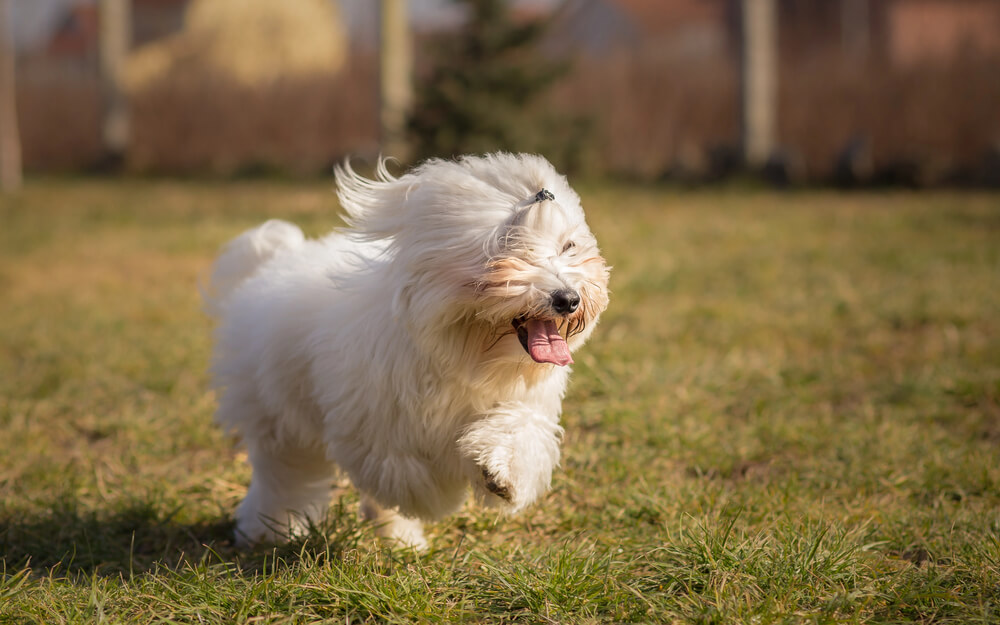 Coton de Tuléar courant joyeusement dans l'herbe