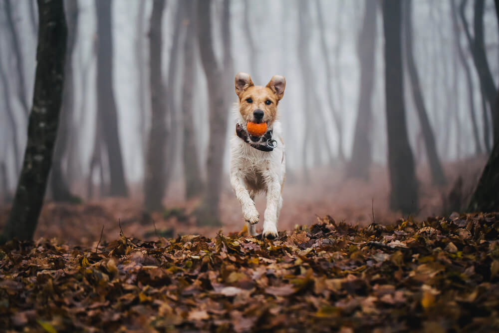 Fox Terrier à poil dur courant avec une balle dans une forêt en automne